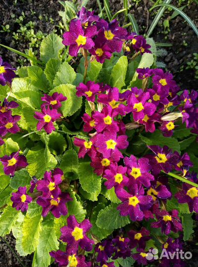 Садовые растения