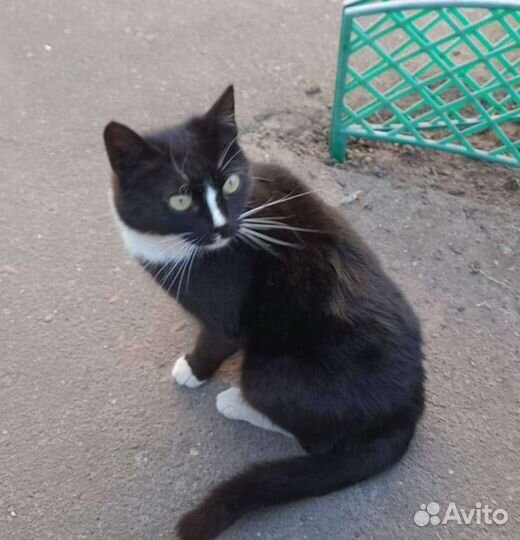 Кошечка и котики