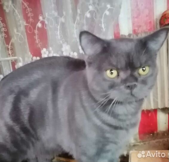 Котенок британский мраморный