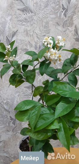 Цитрусовые растения