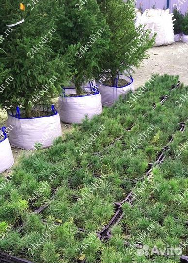 Сибирский кедр. Саженцы