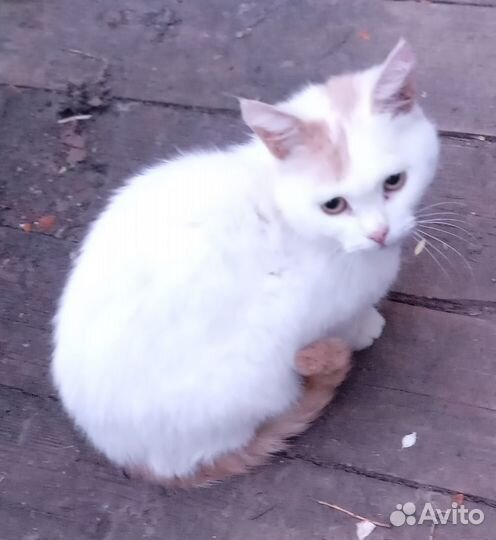 Белый шотландский котик с рыжим хвостом