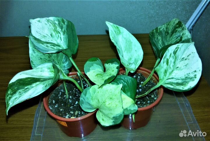 Сциндапсусы (Все фото в наличии)