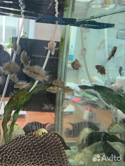 Цихлазома черлонополосая