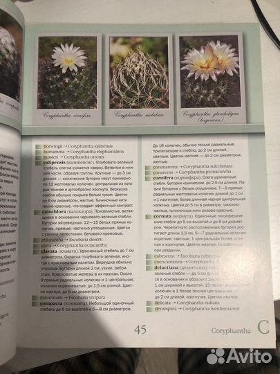 Кактусы. Справочник