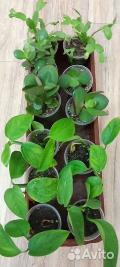 Толстянка,сциндапсус комнатные цветы