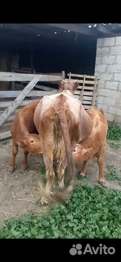 Корова дойная с теленком