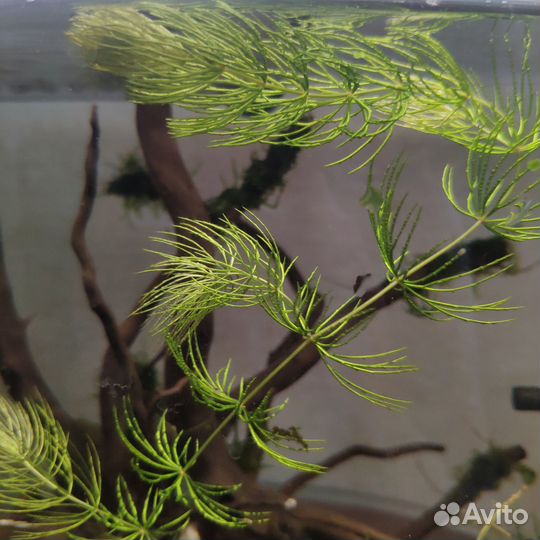 Аквариумные растения прополка