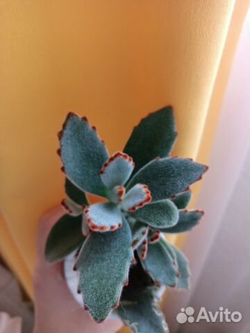 Каланхоэ войлочное