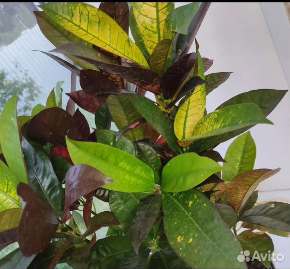 Кротон миссис айстон