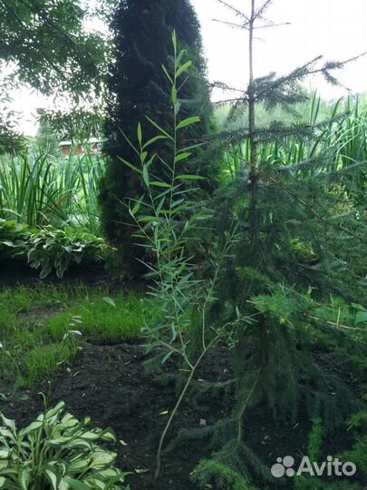 Ива Ледебура Пирамидалес