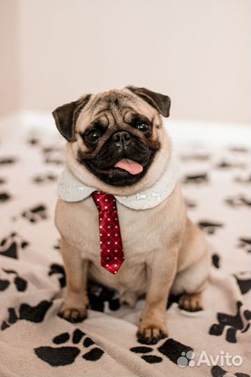 Мопс ищет подружку