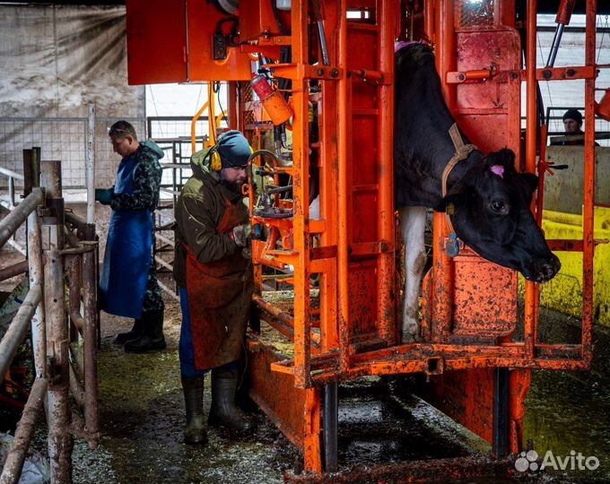 Станок для фиксации крс