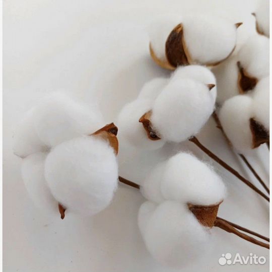 Хлопок. Сухоцветы для творчества и интерьера