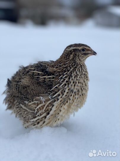 Перепела :техас,фараон,феникс