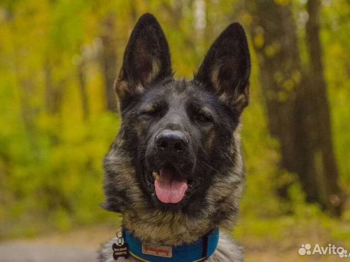 Дрессировка собак