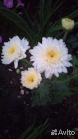 Хризантема корейская