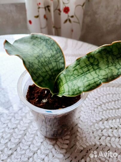 Сансевиерия кирки сильвер блю