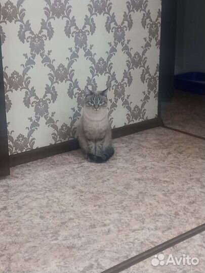 Передержка кошек