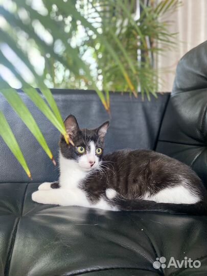 Котенок мальчик 3 месяца бесплатно