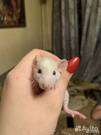 Крысята дамбо