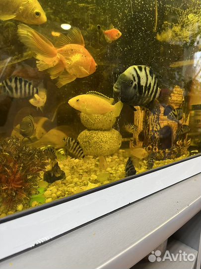 Рыба цихлида зебра