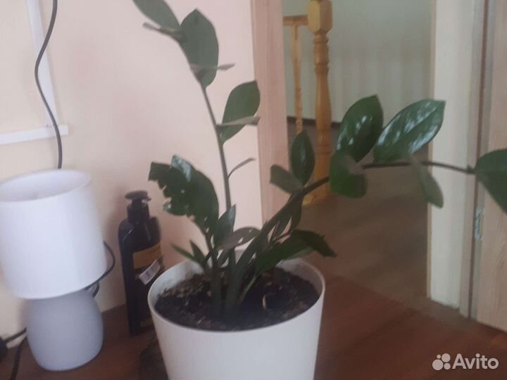 Замиокулькас в горшке