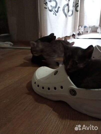 Котята в добрые руки приучены к лотку