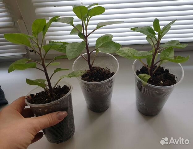 Джинура, хлорофитум Океан