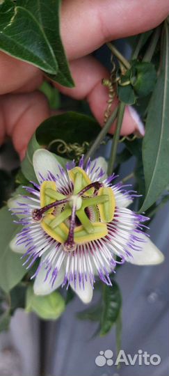 Пассифлора маракуйя