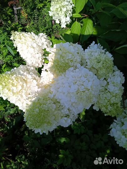 Гортензия метельчатая Грандифлора