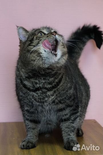 Кошка ищет дом
