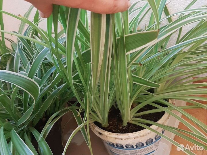 Хлорофитум