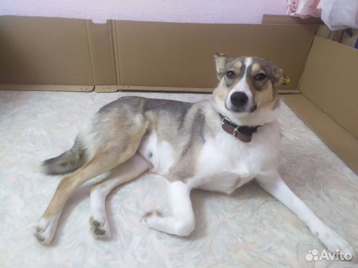 Отдам собаку в добрые руки