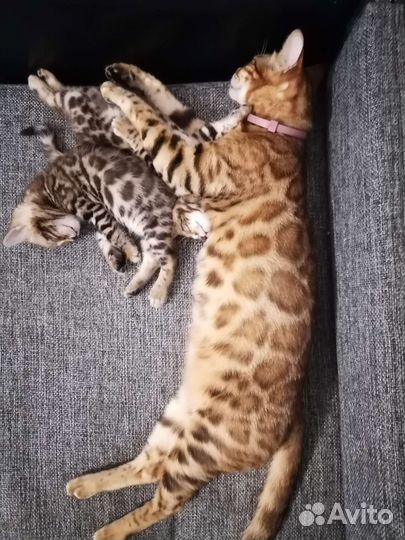 Вязка. Бенгальский кот