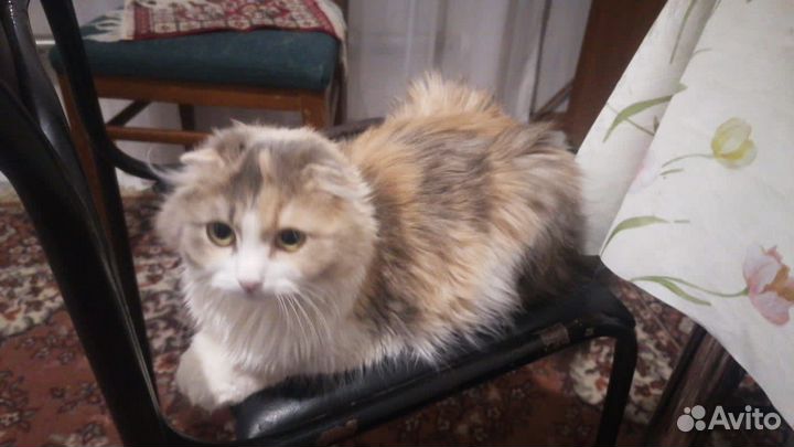 Кошка