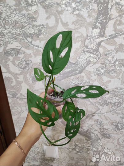 Комнатные растения