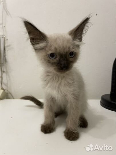 Кошка в дар бесплатно