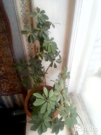 Комнатные цветы шефлера