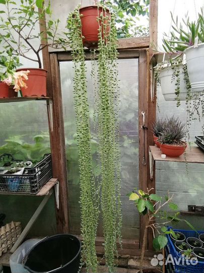 Крестовник укореняющийся