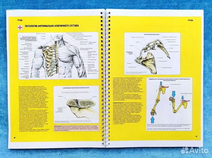 Анатомия силовых упражнений, 5-е издание