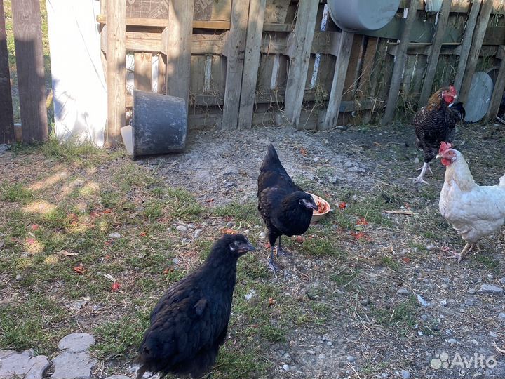 Цыплята джерсийский гигант