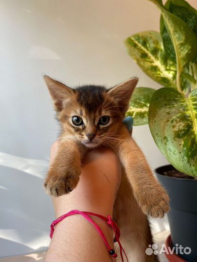 Абиссинские котята с документами