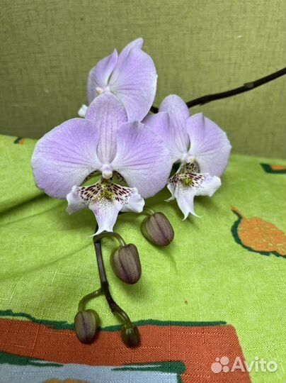 Орхидея фаленопсис Princess