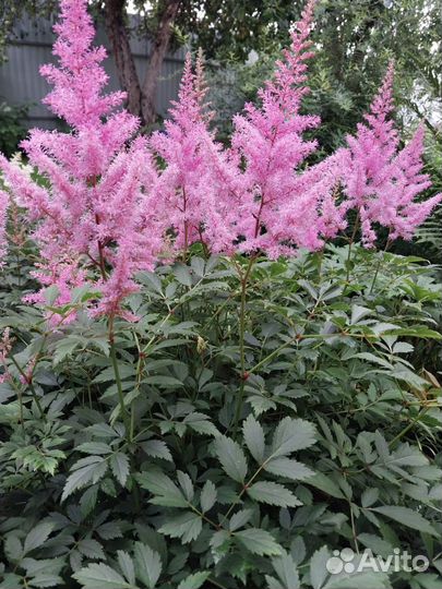Астильба 4 цвета