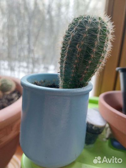 Кактус эхинопсиса