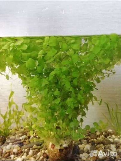 Лимонник. Пистия. Бакопа. Элодея