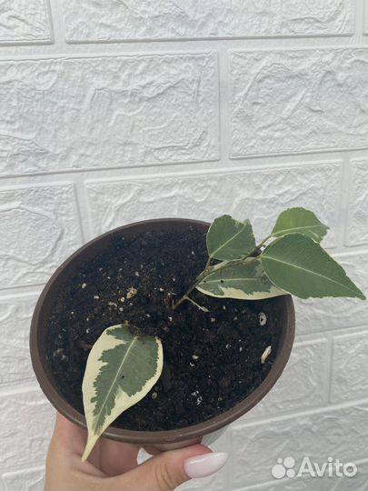 Фикус бенджамина