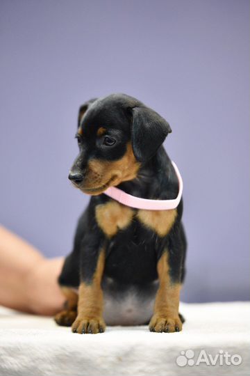 Щенки цвергпинчера в серьезные руки