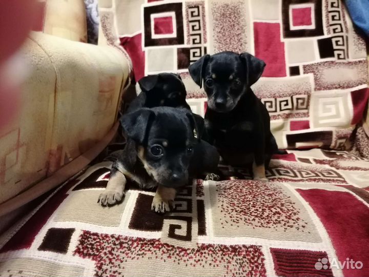 Мини той-терьер щенки